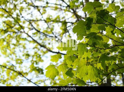 Feuilles vertes rétroéclairées au soleil sur un arbre dans les bois, regardant dans la voûte émergeante au printemps. Banque D'Images