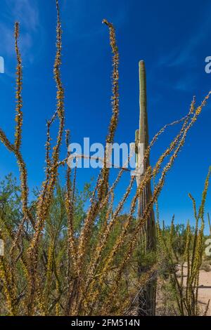 Ocotillo et Saguaro dans le parc national de Saguaro, Tucson Mountain District, Arizona, États-Unis Banque D'Images