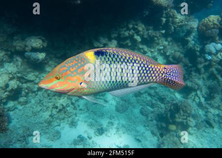 Damier Wrasse (Halichoeres hortulanus) en Mer Rouge. Poissons tropicaux lumineux dans l'océan, eaux turquoise claires près d'un récif de corail. Gros plan, côté vi Banque D'Images