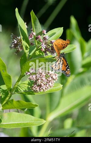 Deux papillons sur une plante de milkweed Banque D'Images