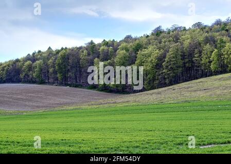 Forme simplifiée des collines et des champs dans le Nord Downs dans les collines de Surrey, un jour de printemps Banque D'Images