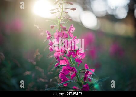 Été fleur sauvage lupin à proximité au coucher du soleil. Banque D'Images