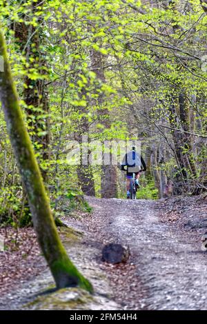 Un cycliste masculin sur la piste boisée des North Downs lors d'une journée de printemps dans les collines de Surrey, près de Dorking Angleterre au Royaume-Uni Banque D'Images