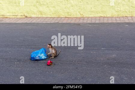 Un jeune singe assis sur la route et mangeant les restes de nourriture d'un sac en plastique bleu. Banque D'Images