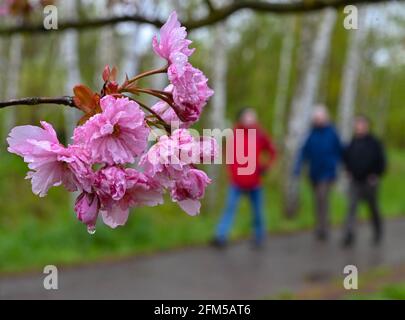 06 mai 2021, Brandebourg, Teltow: Après une brève pluie douche, des gouttes d'eau pendent dans les fleurs de la télévision japonaise Asahi Cherry Blossom avenue sur l'ancienne bande murale sur la frontière entre Brandebourg et Berlin. Les cerisiers ont été donnés par des citoyens japonais après la chute du mur par joie au sujet de la réunification. Photo: Patrick Pleul/dpa-Zentralbild/ZB Banque D'Images