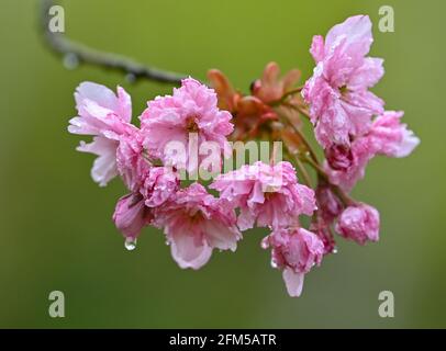 06 mai 2021, Brandebourg, Teltow: Après une brève pluie douche, des gouttes d'eau pendent dans les fleurs de la télévision japonaise Asahi Cherry Blossom avenue sur l'ancienne bande murale sur la frontière entre Brandebourg et Berlin. Les cerisiers ont été donnés par des citoyens japonais après la chute du mur par joie au sujet de la réunification. Photo: Patrick Pleul/dpa-Zentralbild/ZB Banque D'Images