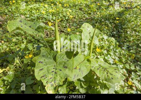 Lords and Ladies (Arum maculatum) également connu sous le nom de Cuckoo pint, croissant sur une réserve naturelle dans la campagne de Herefordshire au Royaume-Uni. Mai 2021 Banque D'Images