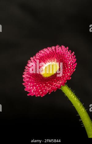 Fleur rose fond noir Banque D'Images