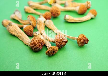 Sécher les champignons psilocybine sur fond vert. Champignons magiques psychédéliques Professeur d'or. Usage médical. Concept de microdosage. Banque D'Images