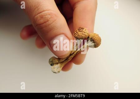 Psilocybe Cubensis champignons dans la main de l'homme sur fond blanc. Psilocybin psychédélique magie champignons Golden enseignant. Vue de dessus, plan d'appartement. Banque D'Images