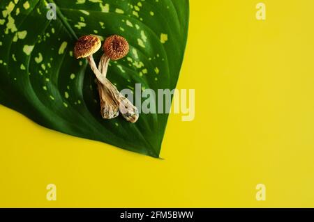 Sécher les champignons psilocybine sur fond de feuilles vertes. Maître d'or de champignon magique psychédélique. Mise en page jaune. Médecine alternative. Concept de microdosage Banque D'Images