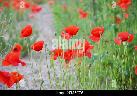 poppys rouges en été, macro photographie, fleurs d'été Banque D'Images