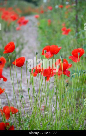 poppys rouges en été, macro photographie, fleurs d'été Banque D'Images