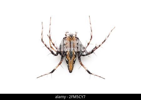 Image d'araignées de lynx brunes sur fond blanc. De la vue de dessus. Insecte. Animal Banque D'Images