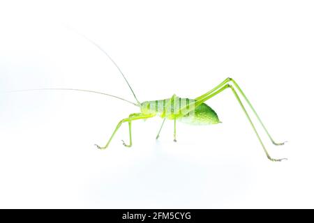 Image d'un sauterelle à longues cornes vert Bush-cricket sur fond blanc. Vue latérale. Insecte. Animal Banque D'Images