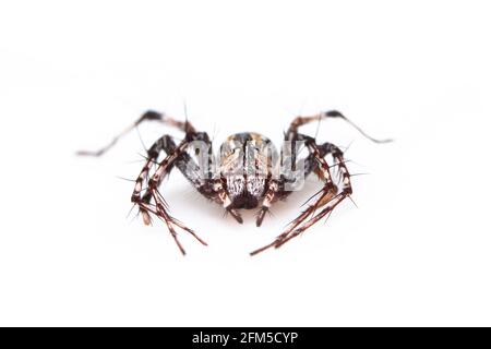 Image d'araignées de lynx brunes sur fond blanc. De la vue de dessus. Insecte. Animal Banque D'Images