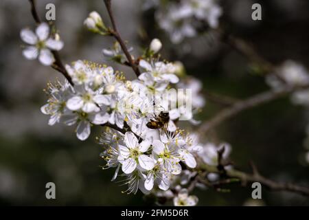 Gros plan d'une abeille sur des fleurs de damson au printemps Banque D'Images