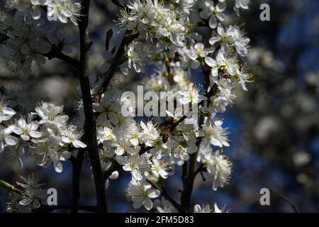 Gros plan d'une abeille sur des fleurs de damson au printemps Banque D'Images