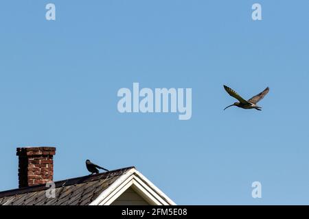 Un curlew eurasien ou un curlew commun dans l'air à Runde, côte ouest de la Norvège. Banque D'Images