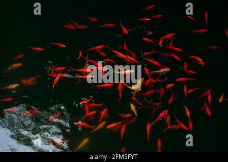 Carpes japonais rouges (poissons koï) dans l'étang noir Banque D'Images