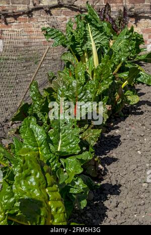 Verger arc-en-ciel poussant dans la parcelle de légumes au printemps de l'Angleterre Royaume-Uni Royaume-Uni Grande-Bretagne Banque D'Images