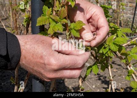 Gros plan de l'homme jardinier personne attachant des plantes de fruits mous de plante de canne à framboise pour soutenir au printemps Angleterre Royaume-Uni GB Grande-Bretagne Banque D'Images