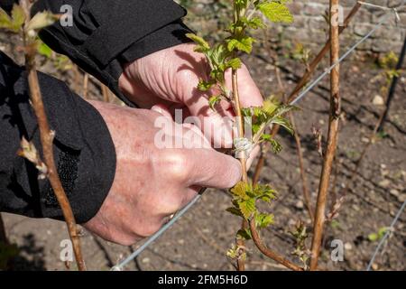 Gros plan de l'homme jardinier personne liant l'usine de canne à framboise à soutenir au printemps Angleterre Royaume-Uni Grande-Bretagne Banque D'Images