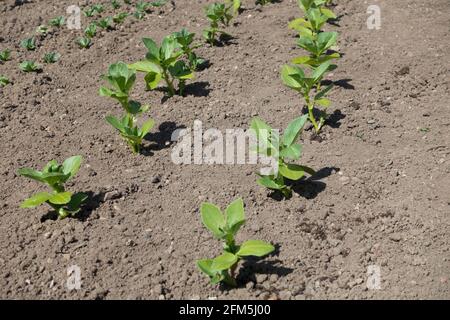 Des rangées de jeunes plants de fèves de plantes plantent des plantes poussant sur le jardin potager d'allotement au printemps Angleterre Royaume-Uni GB Grande-Bretagne Banque D'Images
