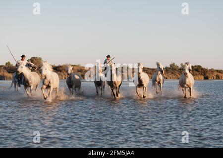 02-08-2018 Aigues mortes, France. Cowboy et chevaux sauvages de Camargue Banque D'Images