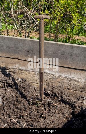 Gros plan de fourchette de jardin dans le sol de tas de compost Angleterre Royaume-Uni GB Grande-Bretagne Banque D'Images