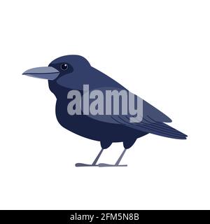 Oiseau corbeau. Oiseau noir dessin plat style de dessin beau caractère d'ornithologie, illustration vectorielle isolée sur fond blanc Illustration de Vecteur