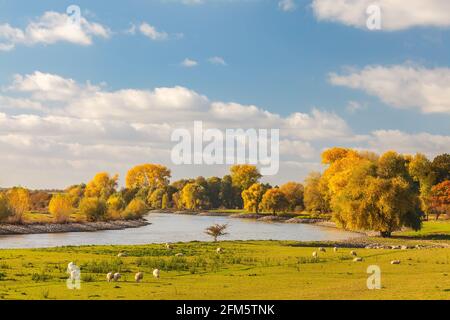 Vue d'automne de la rivière néerlandaise IJssel entre Arnhem et Zutphen avec des moutons devant Banque D'Images