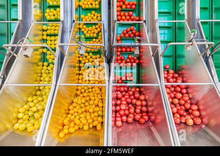 Petites tomates fraîches sur une bande de convoyeur verte dans une serre néerlandaise prête pour un traitement ultérieur Banque D'Images