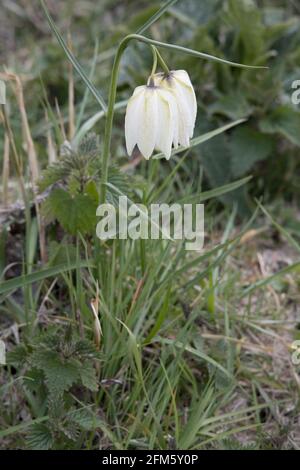 Fritillaries White Snakeshead sur North Meadow SSSI Cricklade UK Banque D'Images