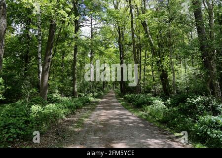 Chemin à travers la forêt à Appen, Allemagne Banque D'Images