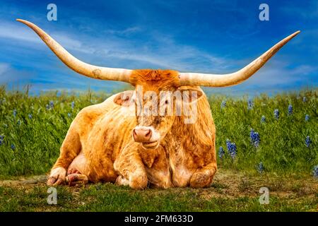 Belle vache Longhorn du Texas posant un pré de capot bleu Dans le Texas Hill Country Banque D'Images