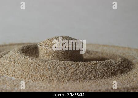 Echinochloa esculenta est une espèce d'herbe de Poaceae. Il est communément appelé millet de baryard ou millet japonais, cultivé à petite échelle en Inde Banque D'Images