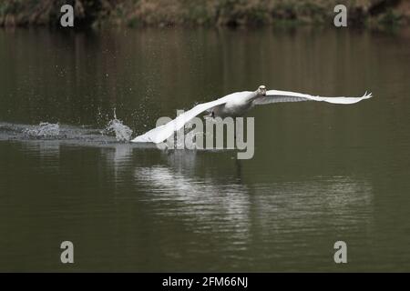 Gros plan d'un cygne toundra qui s'entour du lac - parfait pour l'arrière-plan Banque D'Images