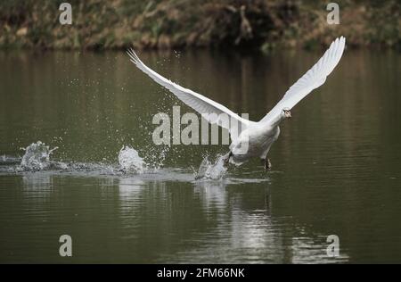 Gros plan d'un cygne toundra qui s'entour du lac - parfait pour l'arrière-plan Banque D'Images