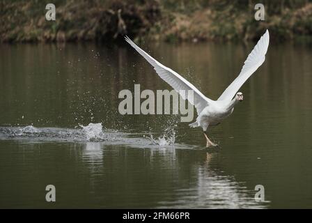 Gros plan d'un cygne toundra qui s'entour du lac - parfait pour l'arrière-plan Banque D'Images