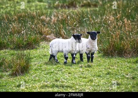 Moutons Blackface écossais Banque D'Images