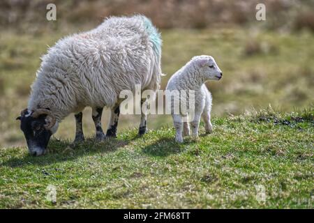 Moutons Blackface écossais Banque D'Images