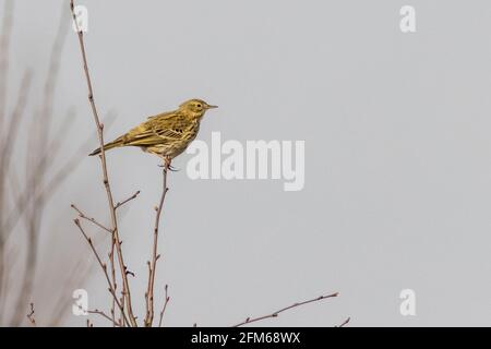 Skylark (Alauda arvensis) perché sur une branche Banque D'Images