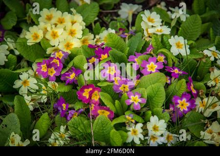 Premrose jaune et violet, fleurs de printemps (Primula) Banque D'Images