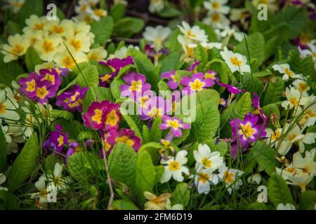 Premrose jaune et violet, fleurs de printemps (Primula) Banque D'Images