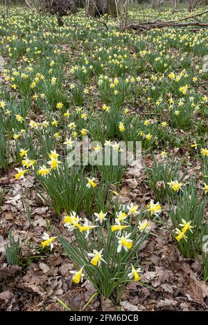 Jonquilles sauvages (Narcisse pseudoquescisse) au début du printemps dans Greenaways Wood à four Oaks, près de Kempley, Gloucestershire, Royaume-Uni Banque D'Images