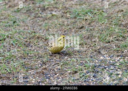 L'oiseau à marteau jaune marche sur l'herbe à la recherche de semences la nourriture au printemps Banque D'Images