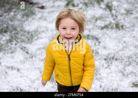 Mignon blond enfant, garçon, courir autour de la fleur de brousse jaune, temps de printemps, tout en neige, le temps de printemps inhabituel avec de la neige Banque D'Images