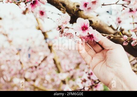 La main d'une femme âgée touche de jolies fleurs roses d'arbres fruitiers au printemps. Banque D'Images