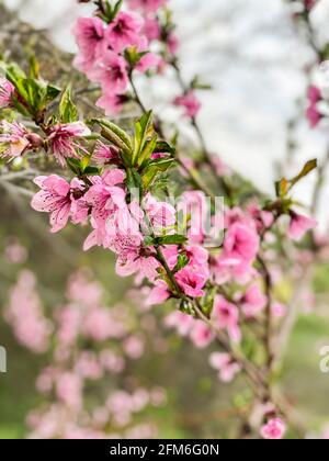 branche d'arbre avec fleurs roses, espace libre Banque D'Images